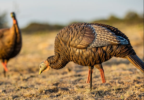Avian X HDR Feeding Hen