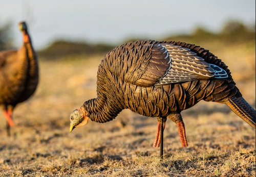Avian X HDR Feeding Hen