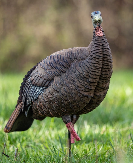Avian X HDR Hen