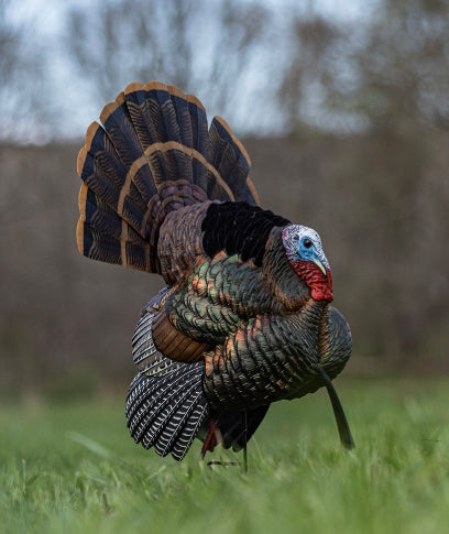 Avian X HDR Strutter