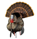 Avian X HDR Strutter