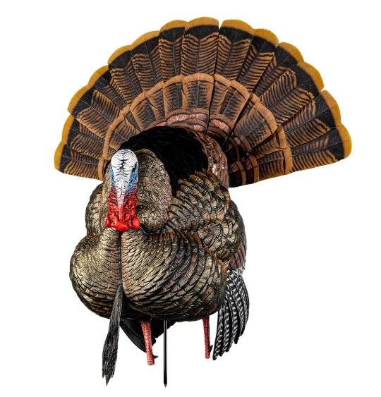 Avian X HDR Strutter