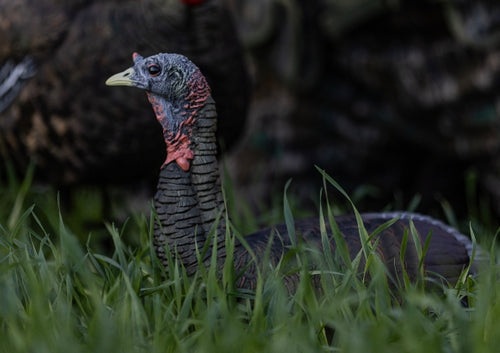 Avian X LCD Laydown Hen
