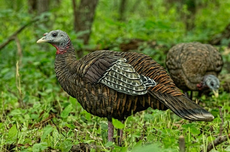 Avian X LCD Breeder Hen Turkey Decoy