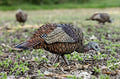 Avian X LCD Feeder Hen Turkey Decoy