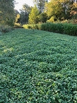 Double Tine Frost Seed Mix