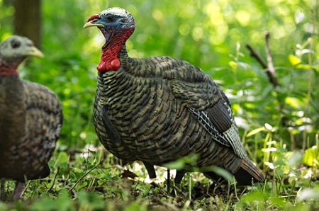 Avian X LCD Jake Quarter Strut Turkey Decoy