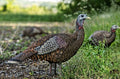 Avian X LCD Lookout Hen Turkey Decoy