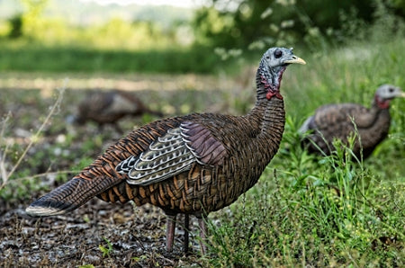 Avian X LCD Lookout Hen Turkey Decoy