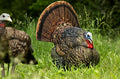 Avian X LCD Strutter Turkey Decoy