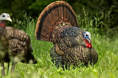 Avian X LCD Strutter Turkey Decoy